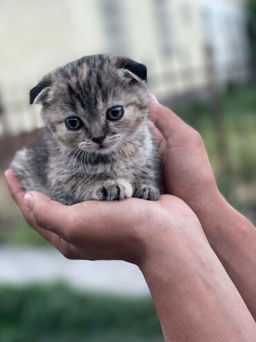 отдам в хорошие руки кошку: Скотиш Фолд (Шотландская вислоухая), 1 месяц, Девочка, Приучена к лотку