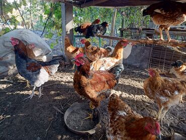корм фарели: Продаю молодых петухов, 5месяцев. Цена: 500сом за каждого (без торга)