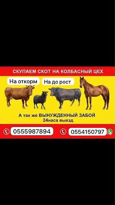 кормушки для крс: Колбасный цех : Коровы, быки, | На откорм — 1