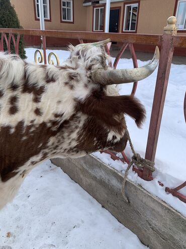 Коровы, быки: Продаю | Корова (самка) | Алатауская, Симментальская | На откорм, Для разведения, Для молока | После отела — 8