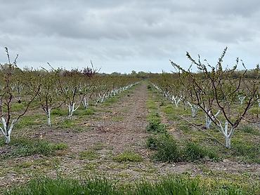 Torpaq sahələrinin satışı: 3000 sot — 19