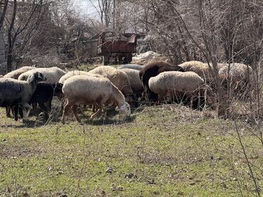 продаю пчёл: Продаю | Овца (самка), Ягненок | Гиссарская, Арашан | Для разведения | Матка