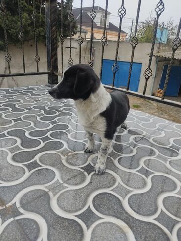 İtlər: Zvonok, 8 ay, Dişi — 3