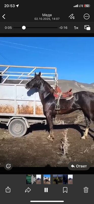йоркширский терьер сколько стоит: Сатылат срочно 220 улактынаты! Серьезный клиенттер эле чалгыла атты