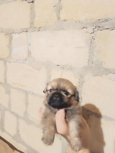 alabay satılır: Pekines, 1 ay, Erkek, Peyvəndli, Ünvandan götürmə