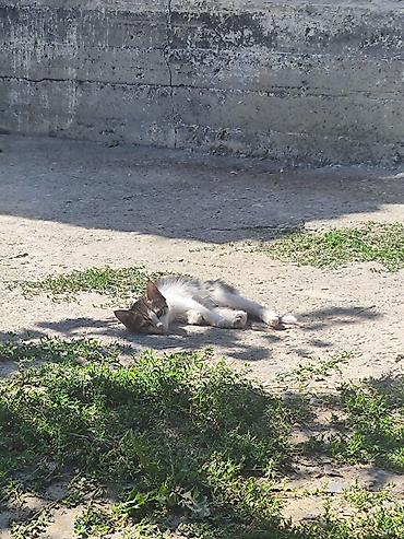 кошка беловодск: 🐾 Три маленькие жизни ищут свой дом… 🐾 У нас есть три котёнка — одна — 5
