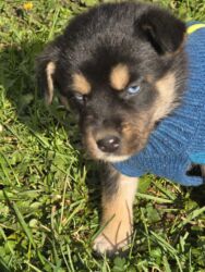 Psi: POKLANJAM štence mesanci haskija i ptičara,očišćeni od — 12