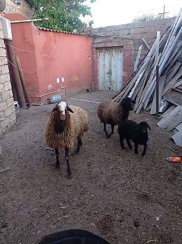 Qoyunlar, qoçlar: Erkək, Qala, il: 1, Damazlıq — 5