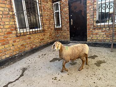 загон: Продаю | Овца (самка) | Эдильбаевская | На забой — 3