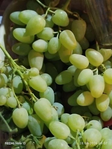 Виноград: Продажа саженцев винограда и фундука осенняя для посадки,как и at lalafo.kg — 13 Виноград: Продажа саженцев винограда и фундука осенняя для посадки,как и — 13