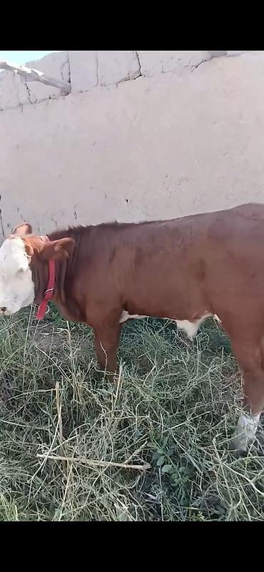 cücə və xoruz təmsil: Hereford tipli dana - Rəng: qırmızı-qəhvəyi bədən, ağ alın və burun — 2