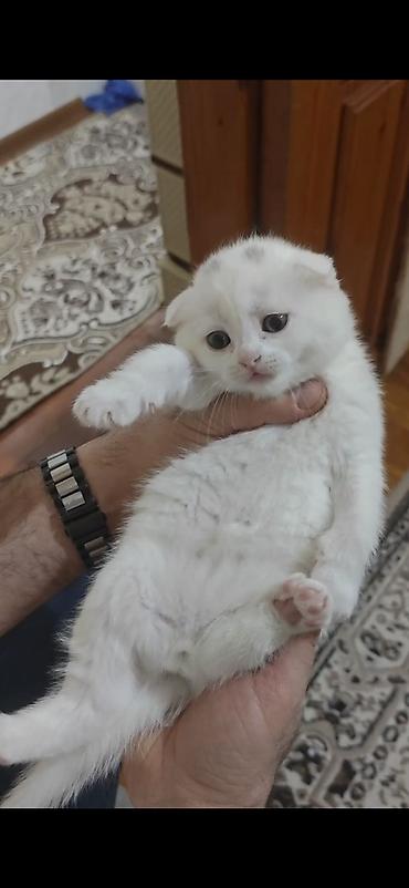 Pişiklər: Erkək, Dişi — 13