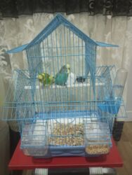 İtlər: Dalğalı papuqaylar üçün qəfəs dəsti - Material: metal tel