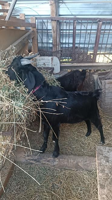 Продам с/х животных: Продаю | Коза (самка), Козёл (самец) | Зааненская, Битал — 3