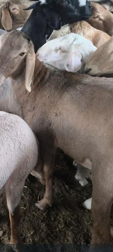 Баран, овца: Продаю | Овца (самка) — 8