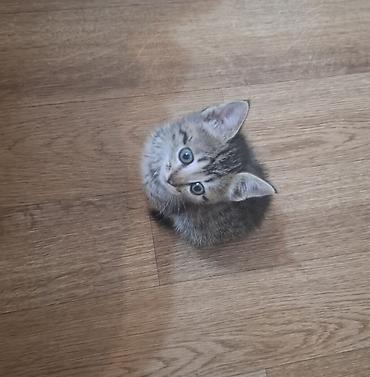 ток сатам: 🐾 Ищем семью для маленького чуда ❤️ Эту малышку нашли совсем крошкой — 4