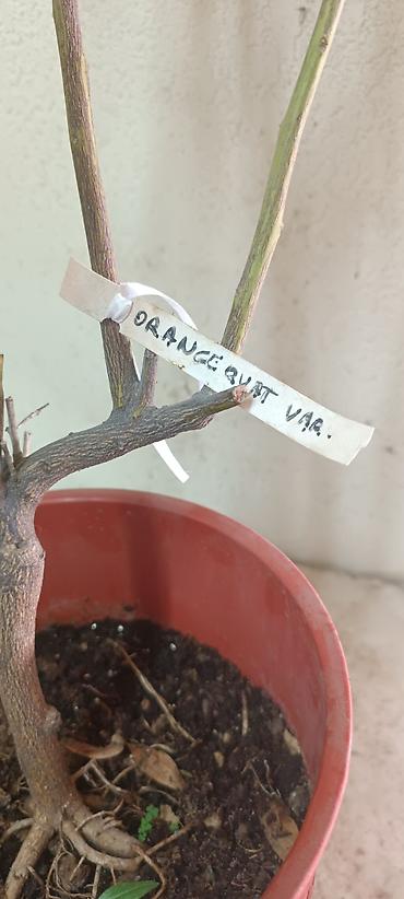 Лимоны: Продаю сортовые цитрусовые растения - ГРЕЙПФРУТ ДУНКАН 130см высота — 10