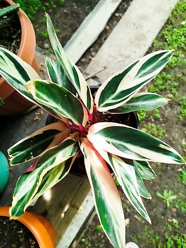 семечки оптом: .Строманта кроваво-красная «Триостар» (Stromanthe sanguinea — 6