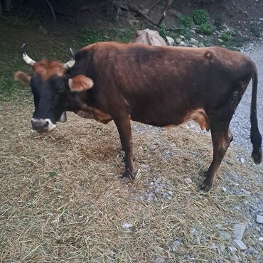 Inəklər, öküzlər: Salam öz inəyimdi yanındada balası bir yerdə satılır alverci deyiləm — 1