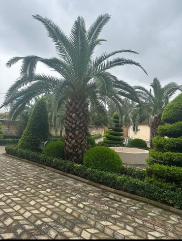 püstə ağacı satılır: Finik palma 4 ədəd gövdəsi 3.2 metre ikisi 2 si də 2.8 metrə gövdə