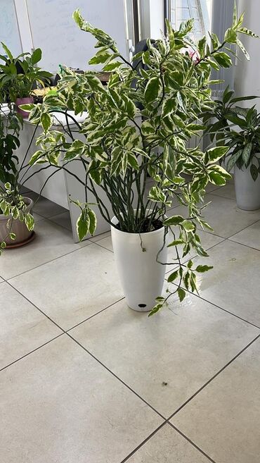 Другие комнатные растения: Продаю комнатные растения/цветы для офиса продаю педилантусне