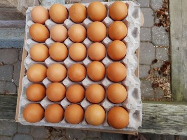 оптом красофка: Домашние яйца оптом