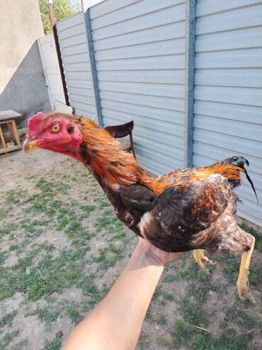 Inəklər, öküzlər: Xoruz, Heyratı, il: 1, Ödənişli çatdırılma