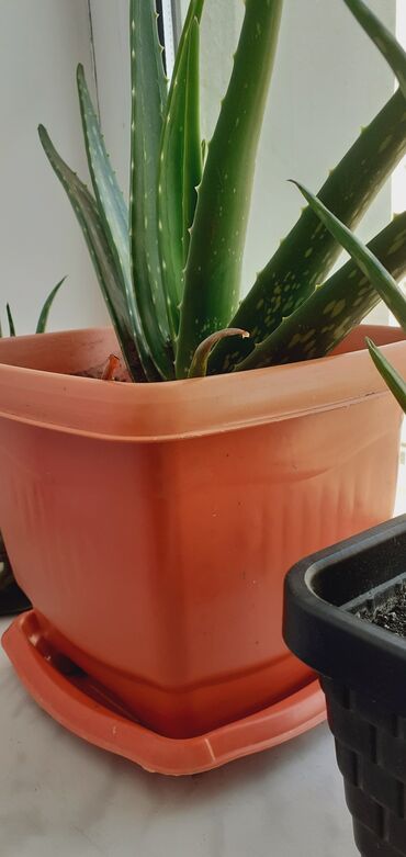 Букетные цветы: Boyuk dibcek 15 azn, Esil Aloe vera bitkisi, qalın, ətli yarpaqları