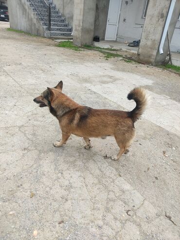 İtlər: Zvonok, 1 il, Erkek -da lalafo.az — 5 İtlər: Zvonok, 1 il, Erkek — 5