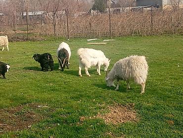 Козы, козлы: Продаю | Коза (самка), Козлёнок | Полукровка, Зааненская | На забой, Для разведения, Для молока | Племенные, Котные — 5