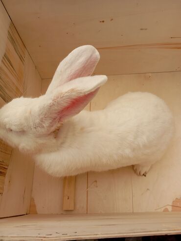 кролик декоративные: Кролик самец вес 5 кг, цена 3тысячи