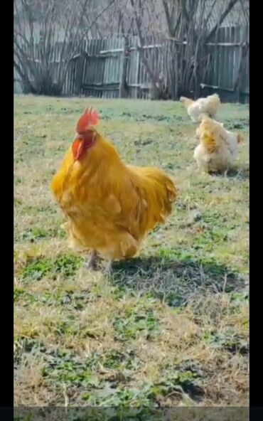 Hinduşka: Erkək, Kanada, Holland, Amerika, Damazlıq, Pulsuz çatdırılma — 19