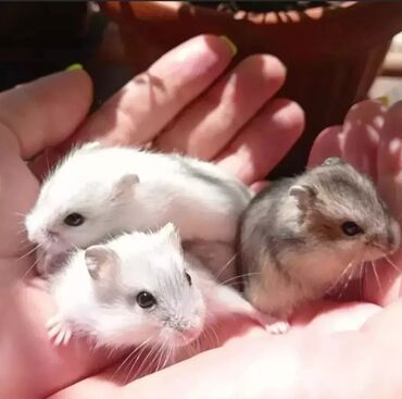 ручная крыса: Продаются хомячки джунгарские, ангорские пушистые хомячки, сирийские