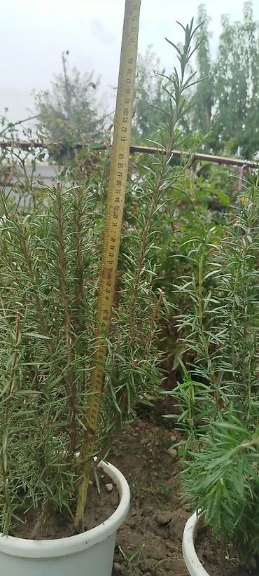 размарин купить: Розмарин (Rosmarinus officinalis) в горшках - Ароматное вечнозеленое — 4