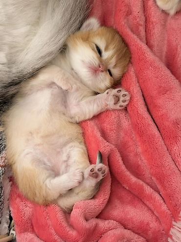 Pişiklər: Qızıl şinşilla, Dişi — 3