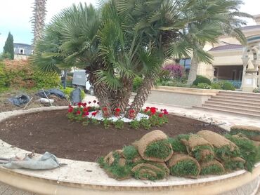 Şitillər: Qazon satışı enli yarpaq danimarka toxumuyla əkilmə qazon satışını -da lalafo.az — 29 Şitillər: Qazon satışı enli yarpaq danimarka toxumuyla əkilmə qazon satışını — 29