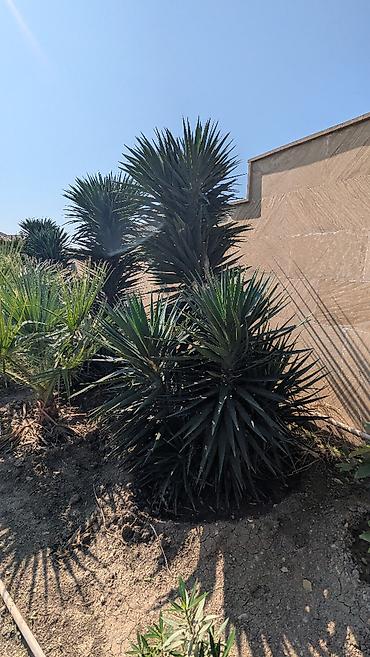 pixta agaci: Yucca: hətta yeni başlayanlarla birlikdə gedən sərt gözəllik. Bütün — 10