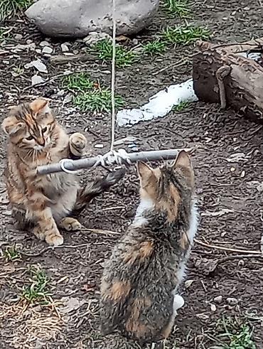 Продажа кошек: Котята красатули 2,5 мес.К лотку приучены.На фото — помёт из 5 малышей — 6