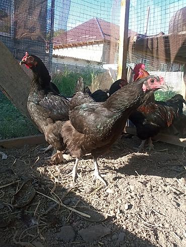Животные: Продаю | Петух, Куры — 1