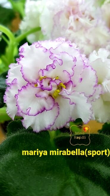 Otaq bitkiləri: 5 — 9