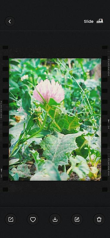 земля коп: Семена клевера лугового (Trifolium pratense) - Многолетний кормовой и — 2
