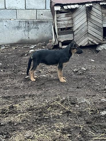 такса собачка: Немецкая овчарка, 2 месяца, Самец — 2