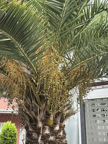 paulownia agaci: Razilasma Yolu Ile 2.60 cm Xurma (xurma xurması) palmı – iri — 3