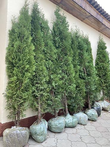 Туя: Продаются туи колоновидные🌲 Выращиваем сами, с 2013 года,со всей — 7