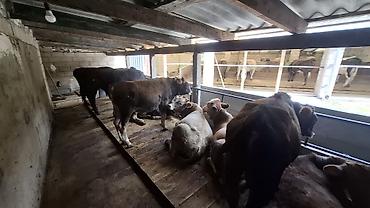 баш мака: Продаю | Бык (самец) — 1