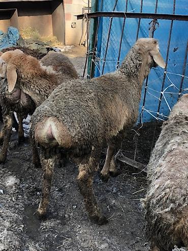 Баран, овца: Продаю | Баран (самец) | Для разведения | Племенные, Ярка — 2