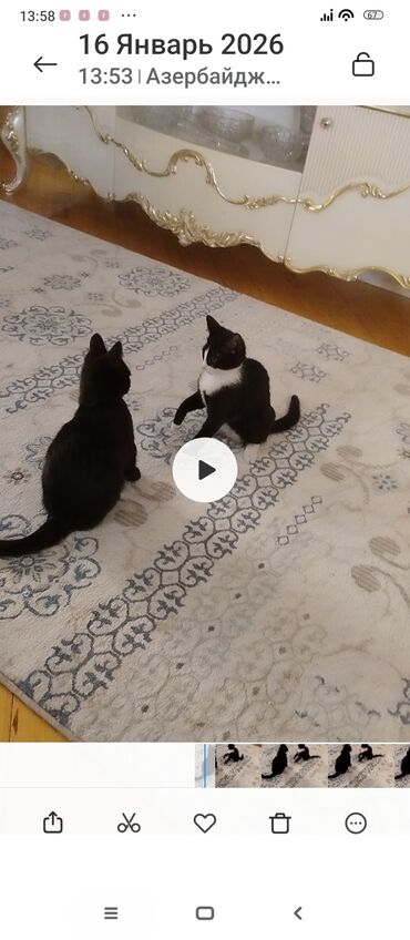 Pişiklər: Yaxşı əllərə — 1