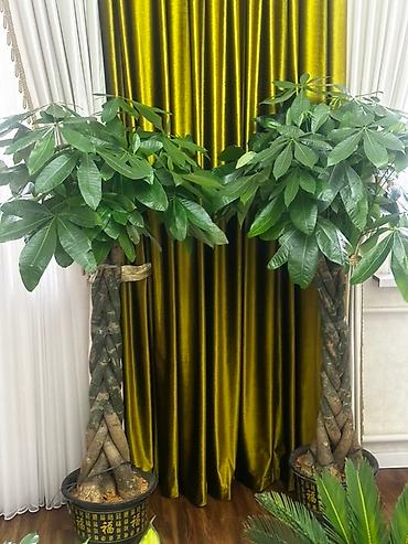 цветы комнатные оптом: 🌿 Продаются декоративные комнатные растения! Два необычных растения с — 2