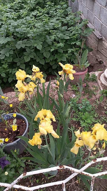 Другие садовые цветы и кустарники: Продаю разные цветы,злаковые: овсяница сизая,мискантус от 200с — 16