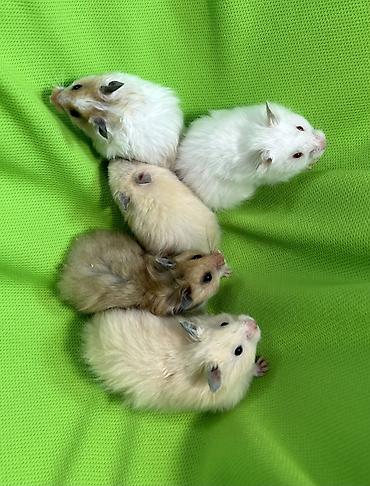 Хомяки: Продаются хомячки джунгарские, сирийские, ангорские пушистые хомячки — 15